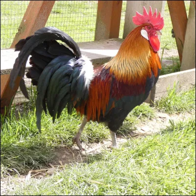 Un autre symbole populaire, surtout chez les supporters, est le coq. Mais pourquoi cet animal a-t-il été choisi ?