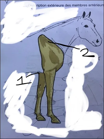 Quel est le nom du n°1 ?