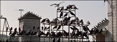 Il a joué dans "Les oiseaux", elle a joué dans "Une place au soleil"