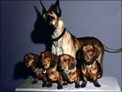 Il a joué dans "4 bassets pour un danois", il a joué dans "3 enterrements"