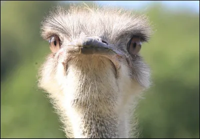 Il existe un film lors duquel on sert à un dîner d'apparat des oeufs d'autruche à la coque, avec une baguette entière pour mouillette.. .