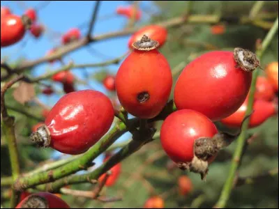 Quel est le nom scientifique de ce fruit appelé vulgairement ''gratte-cul'' ?