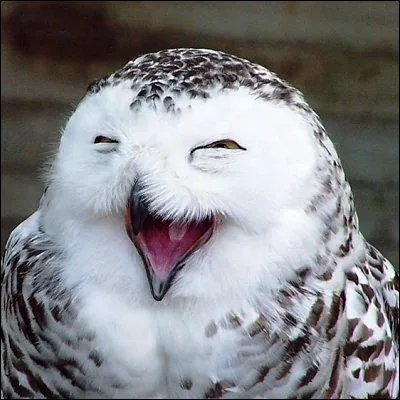 Quel groupe connaît le succès en 1986 avec le titre "Ça fait rire les oiseaux" ?