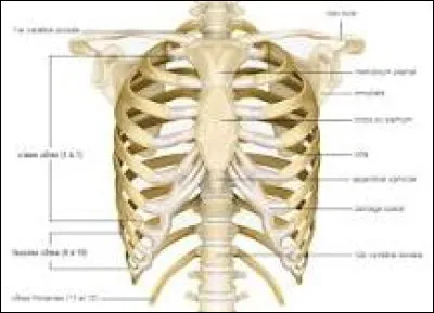 A comme anatomie, combien possède-t-on de paires de côtes ?