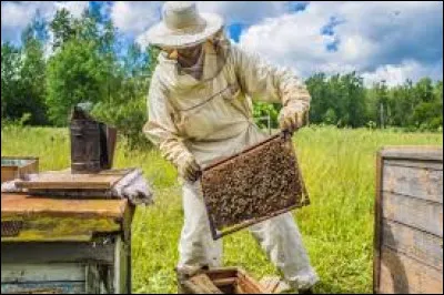 A comme apiculture, depuis quand l'abeille est-elle présente sur Terre ?