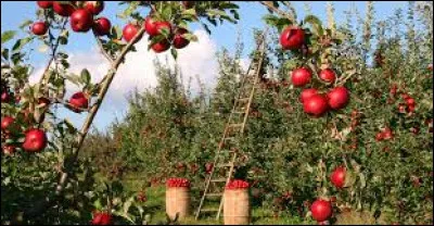 A comme arboriculture, comment appelle-t-on un terrain planté d'arbres fruitiers ?
