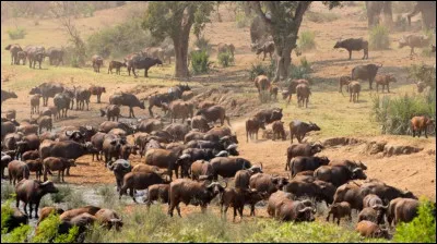 Dans quel pays se situe le parc national Kruger, connu pour ses safaris ?