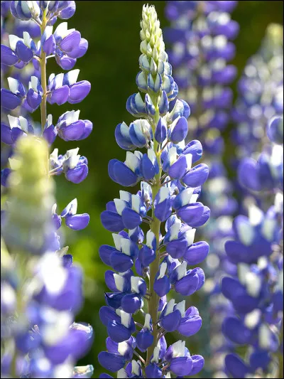 Qui fête-t-on le 19 juillet ?