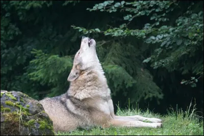 Comment appelle-t-on le cri du loup ?