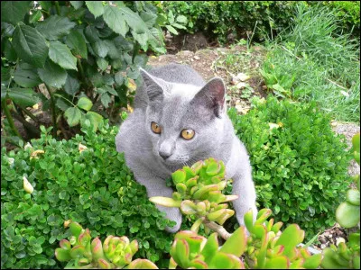 Étoile Bleue propose à Rusty de venir au Clan.