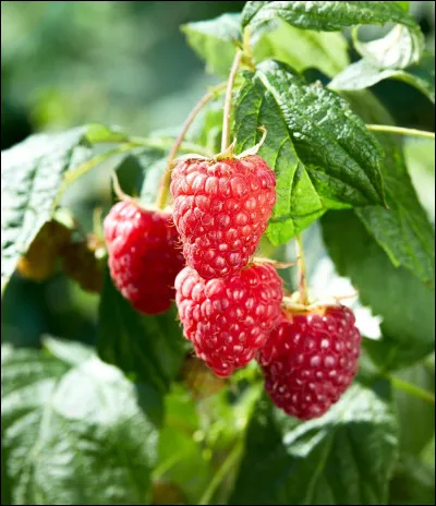 Qu'est-ce qu'une framboise ?