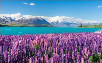 On peut voir des champs de lupins au lac Tekapo. Dans quel pays ?