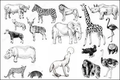 Dans ce quatuor, quel animal n'est pas un félin ?