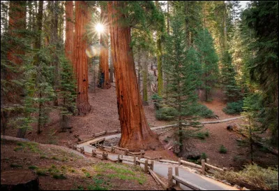 Dans quel État américain se situe le parc national Sequoia ?