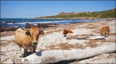 Où se situe le désert des Agriates, ainsi, hâtivement qualifiées de « désert » par les touristes britanniques à la Belle Époque ?