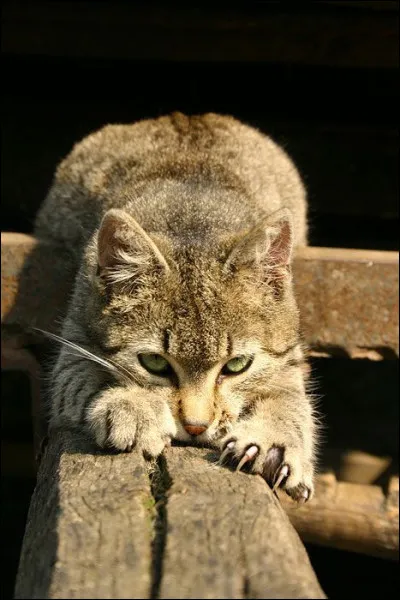 Quelle est ta personnalité ?