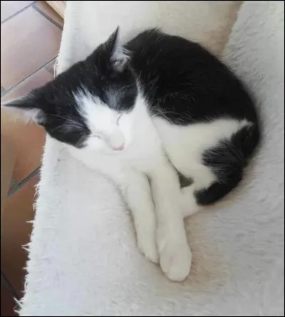 Quelle est ta couleur préférée ?