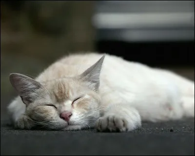 Quelle image préfères-tu ?