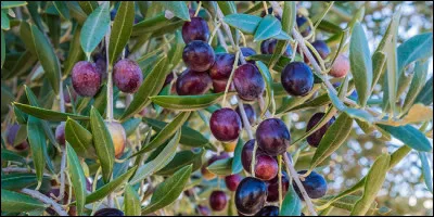 Quelle est cette variété d'arbuste du Sri Lanka qui produit des fruits bleus à chair ferme et à texture voisine de l'avocat ?