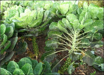 Quelle est cette variété de chou cultivé pour ses bourgeons axillaires à petites têtes pommelées, consommés comme légume ?
