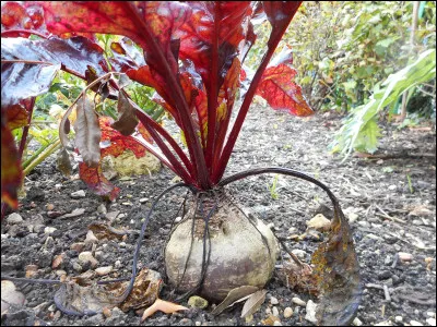 Quelle est cette variété de betterave cultivée pour sa racine comestible à chair juteuse et aromatisée ?