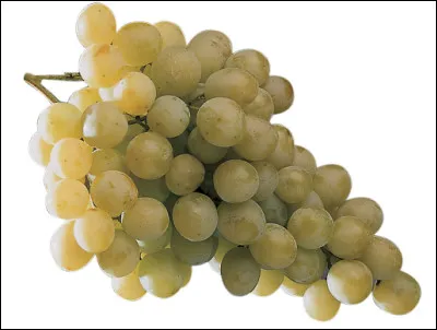 Quelle est cette variété de raisin de table blanc, croquant et juteux ?