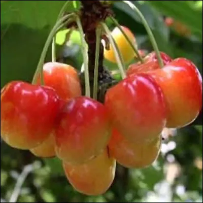 Quelle est cette variété de cerise de gros calibre, jaune et rouge, à chair ferme et au jus incolore ?