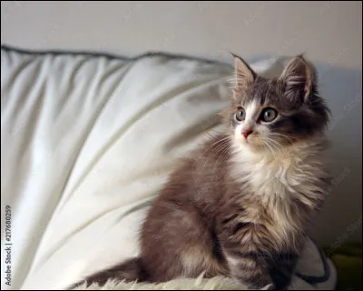 Est-ce que ce chat est mignon ?