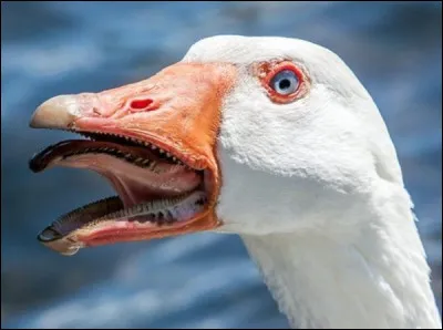 Quel est le nom du cri de l'oie ?