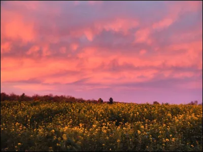 1984 - Qui chante "Encore un matin" ?