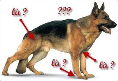 O se trouvent les glandes sudoripares d'un chien ?