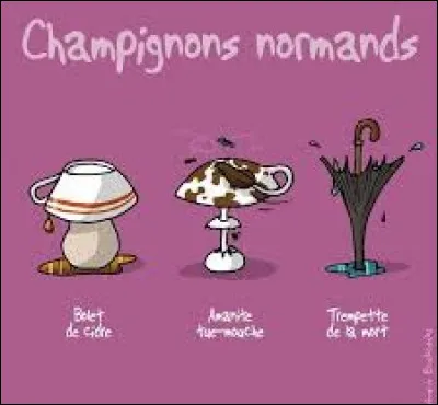 De ces trois champignons, lequel est comestible ?
