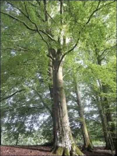 Comment dit-on "h&ecirc;tre" en anglais ?