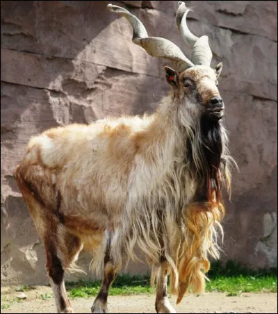 Quel est ce bovidé caprin en voie d'extinction avec des cornes spiralées de 1m50 de long ?