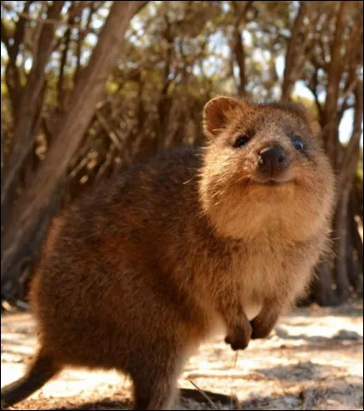 Quel est ce petit marsupial d'Australie, herbivore nocturne de plus en plus rare à cause de ses nombreux prédateurs ?
