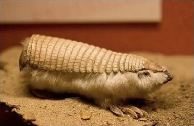 Quel est ce petit mammifère placentaire d'Argentine à la carapace osseuse rose pâle et aux membres munis de griffes ?