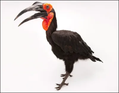 Quel est cet oiseau rare, un calao terrestre d'Afrique, espèce en danger d'extinction à cause d'un instinct de reproduction quasiment inexistant ?