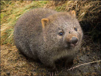 Quel est ce perit marsupial vivant dans les montagnes d'Australie qui ressemble à un ourson ?