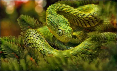 Quel est ce serpent rare d'Afrique de la famille des vipères, un animal nocturne au venin mortel ?
