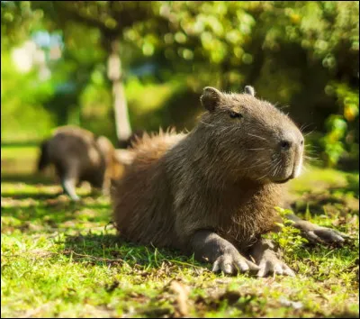 Quel est ce gros rongeur semi-aquatique vivant en Amérique du Sud ?