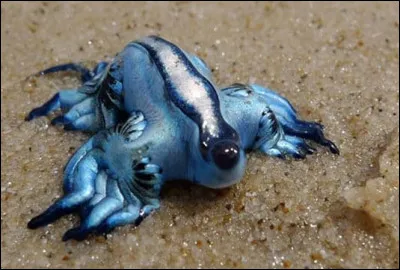 Quel est ce nudibranche, un mollusque gastéropode hermaphrodite vivant dans les eaux tropicales ?
