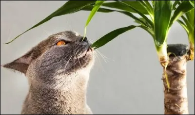 Quelle est la règle numéro 8 ?