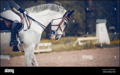 En quoi le dressage consiste-t-il ?