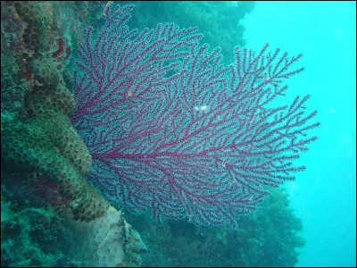 Laquelle est célèbre pour ses nombreux récifs coralliens ?