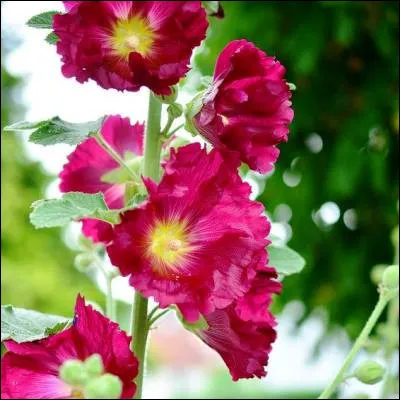 Quelle fleur de la famille des malvac&eacute;es est le symbole de l�&icirc;le de R&eacute; ?