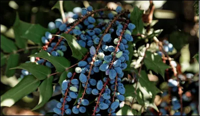 Quel intrus en O n'est pas une commune fran&ccedil;aise en O ?
