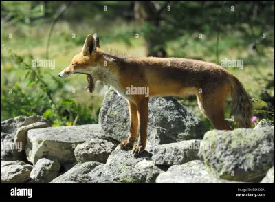 Lequel n'est pas un mammifère ?