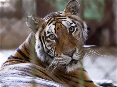 Quel est ton animal préféré ?