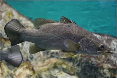 D'o&ugrave; est l'&eacute;pervier de Giacomo Gentilomo, en 1949 ?