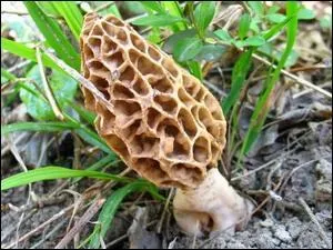 On trouve ce champignon au printemps, il peut tre conique,  pied pais :